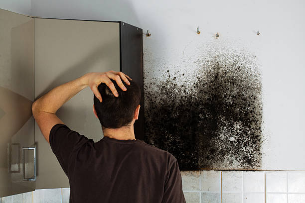 Best Black Mold Remediation in USA